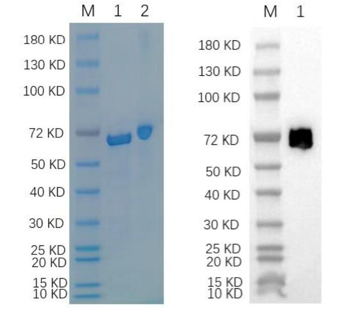 Lane M: Marker<br />Lane 1: Purified CAT protein<br />Lane 2: 1 μg BSA as positive control.